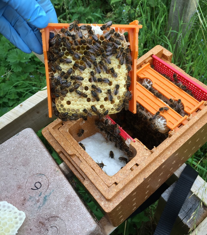 Mini Mating Nuc Box For Queen Bee Rearing - Polystyrene Foam (Unbranded)