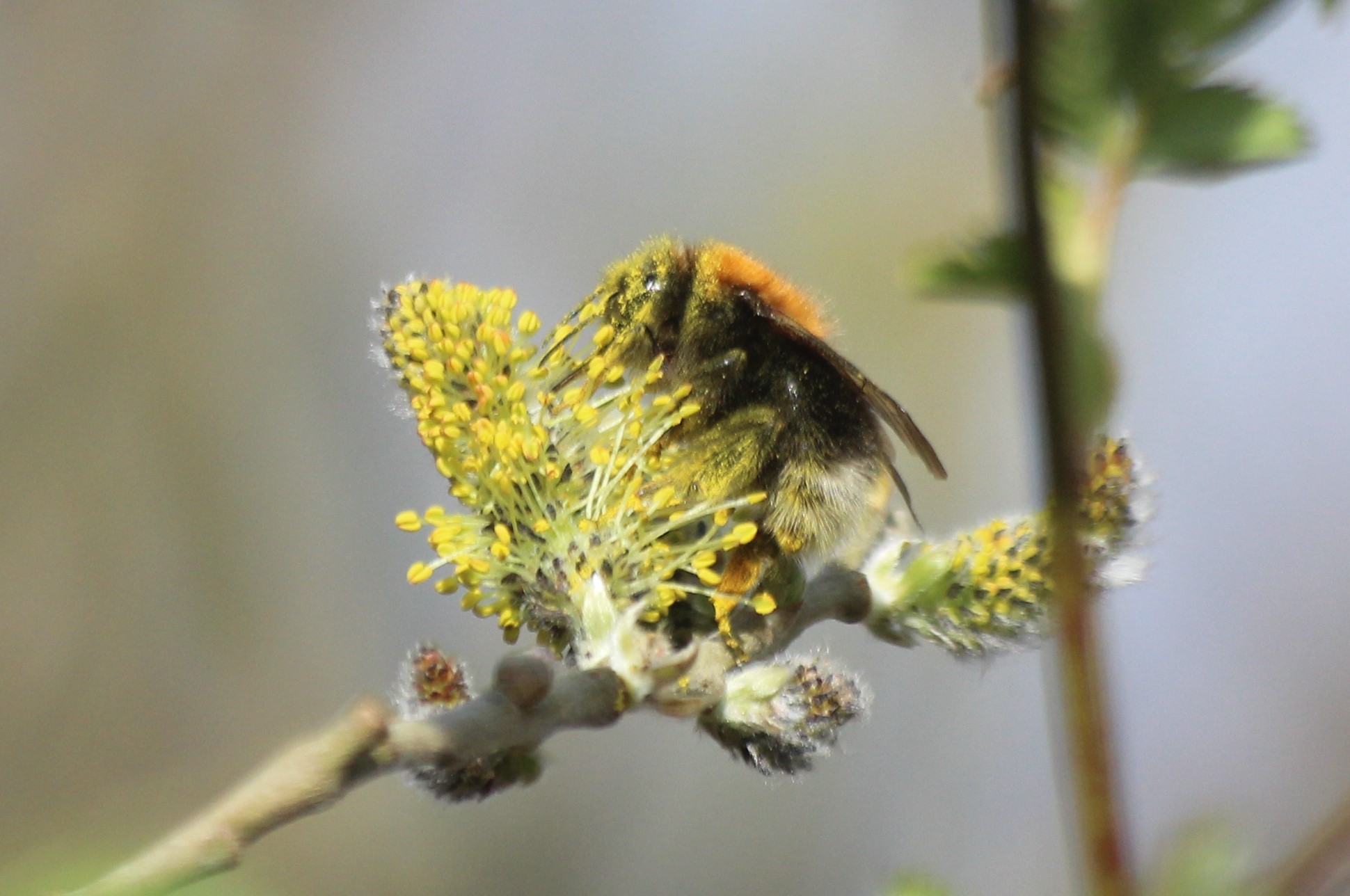 The Tree Bee